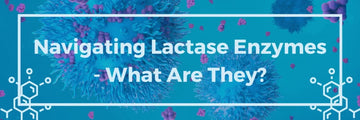 Navigating Lactase Enzymes – What Are They?